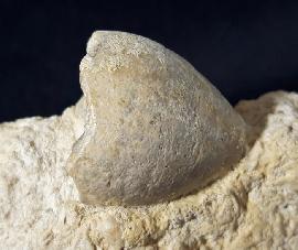 Sonstige - Divers - Apiocrinus parkinsoni (SCHLOTHEIM 1820)